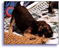 pup and mat