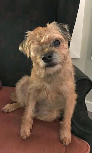 Border Terriers needing Adoption